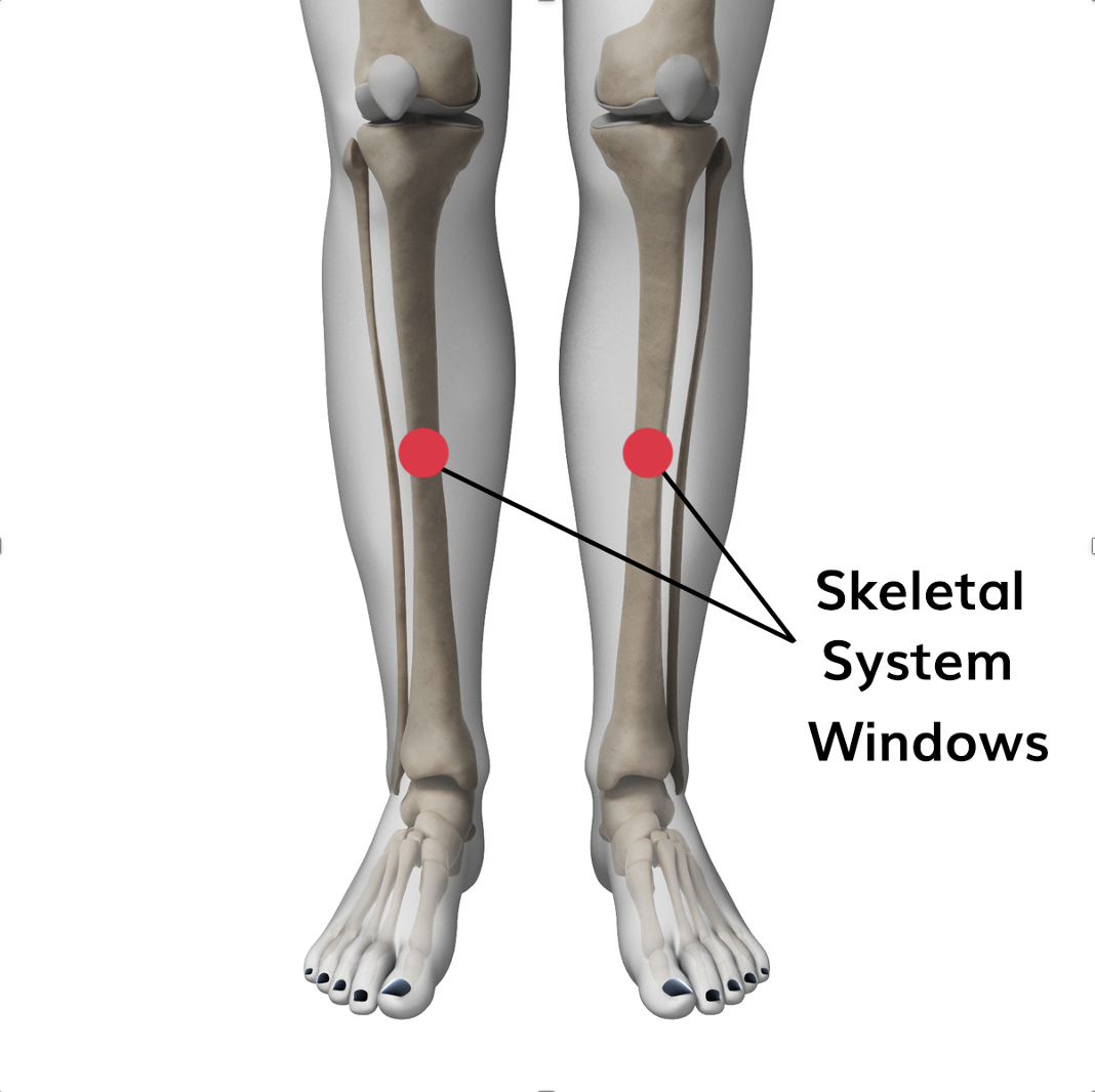 graphic showing the skeletal system windows