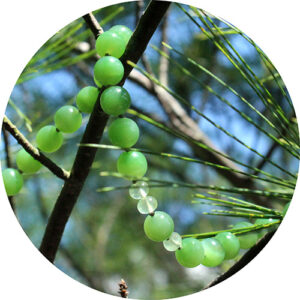 Green Nephrite Jade & Prehnite healing necklace in branches